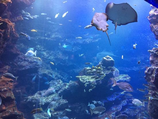 Shirahama Aquarium Kyoto